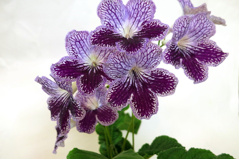 Somerset Purple Ice (B.Counsell)  М.Карпова.JPG