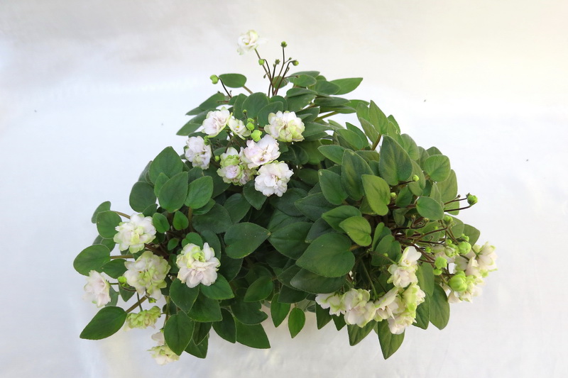 Pink Mint (S. Sorano)  Л.Галицкая.JPG