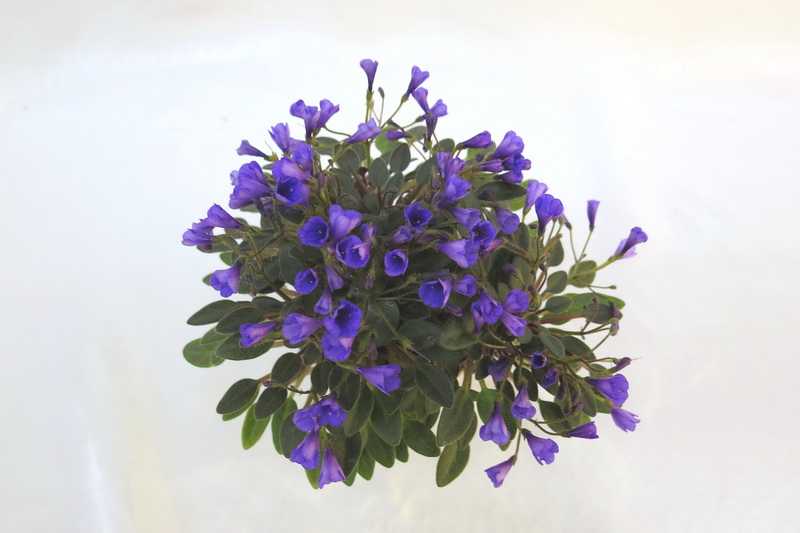 Vallarta Campanas Moradas (G. Beck)  М.Нестерова.JPG