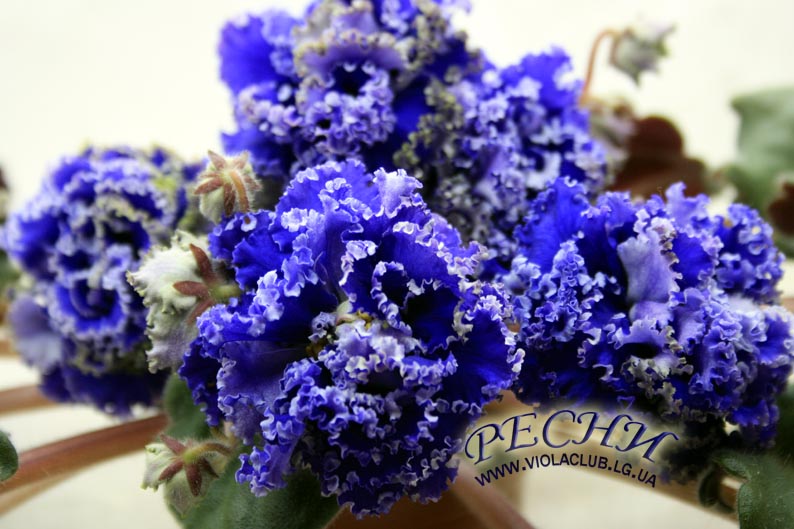 IMG_2614копирование.jpg