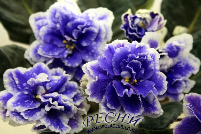 IMG_3098копирование.jpg