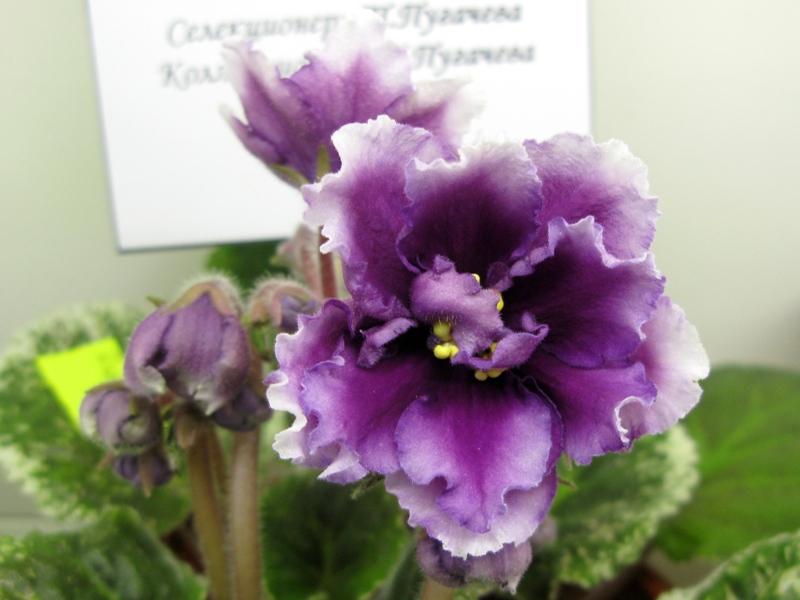 ПТ-Ежевичный Ликёр (новинка) (1).JPG