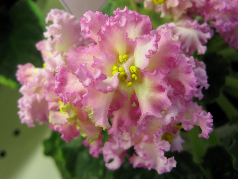 РМ-Богиня Солнца (2).JPG