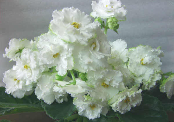 РС-Балерина.jpg
