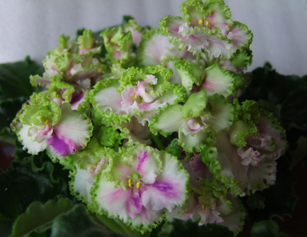 2009_10270076.jpg