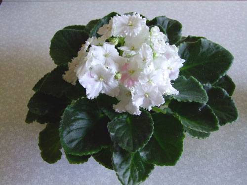 ЛЕ-Весенний-Букет2.jpg