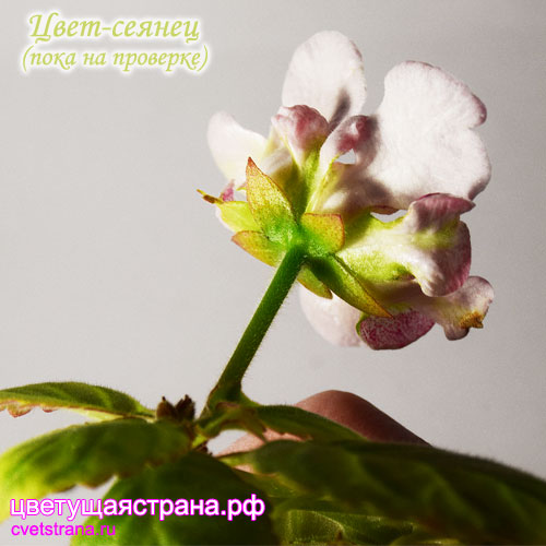 Цвет-Сеянец-(розово-зеленый)02.jpg
