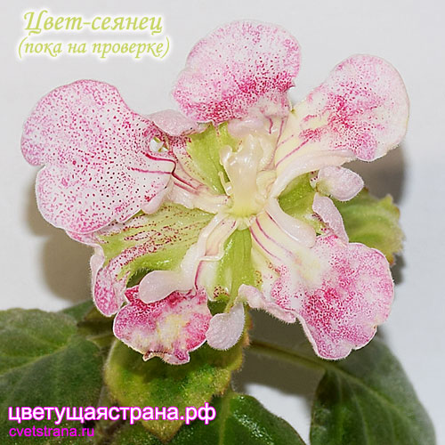 Цвет-Сеянец-(розово-зеленый)03.jpg