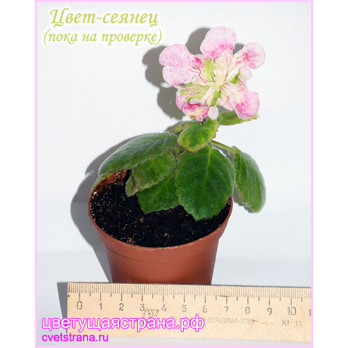 Цвет-Сеянец-(розово-зеленый)01.jpg