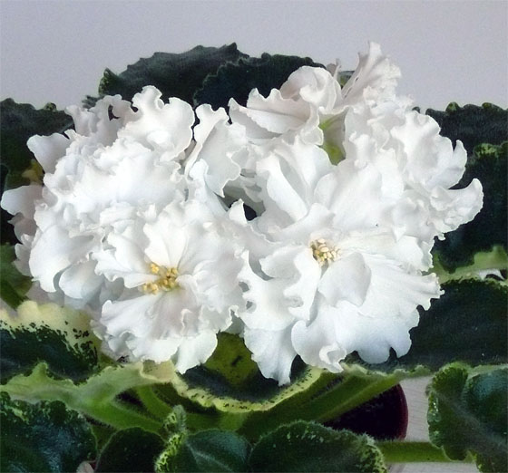 Ян-Морозко