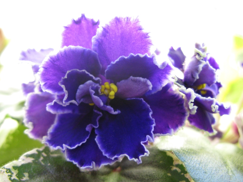 Кузина ЛЕ-Сергей.JPG