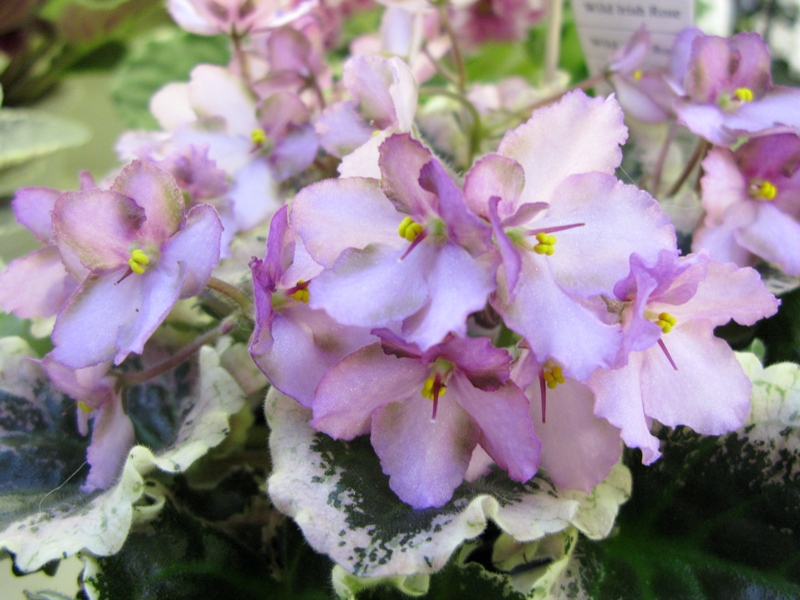 Нестерова Wild Irish Rose.JPG
