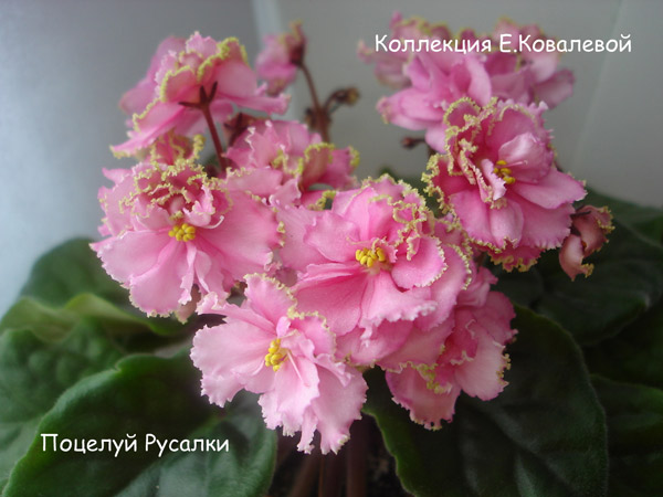 Поцелуй-Русалки(ДФ).jpg