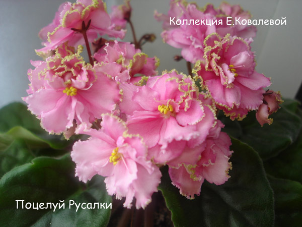 Поцелуй-Русалки.jpg
