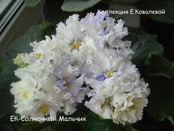 ЕК-Солнечный-Мальчик(ДФ).jpg