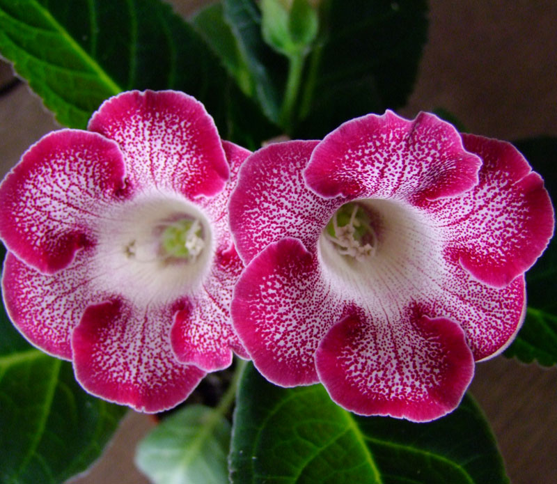 2009_12220006.jpg