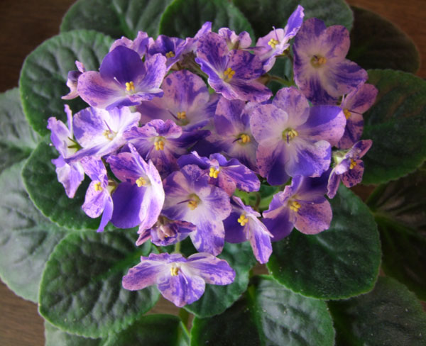 2010_01090008.jpg