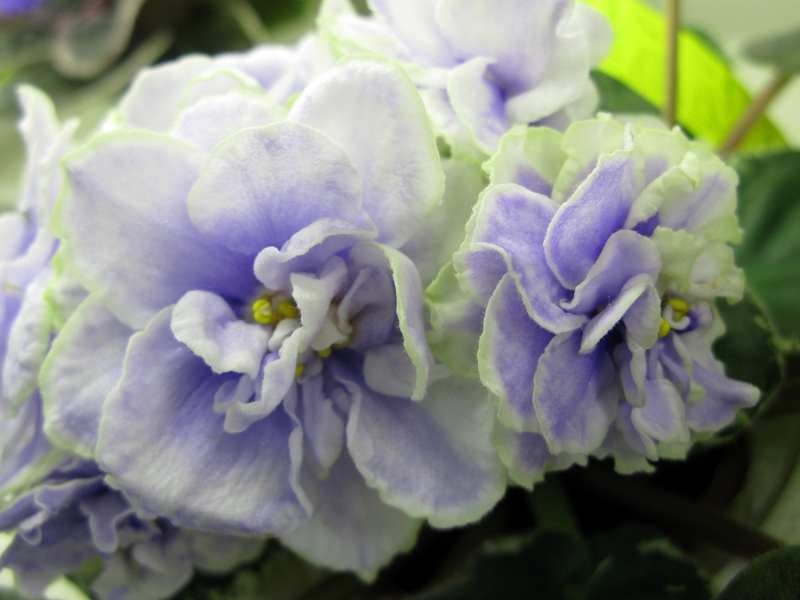 Тюрина ЕК-Небо в Облаках.JPG