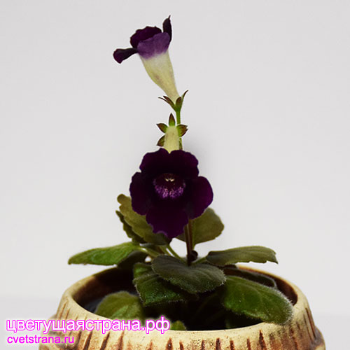 Purple-Crest.jpg