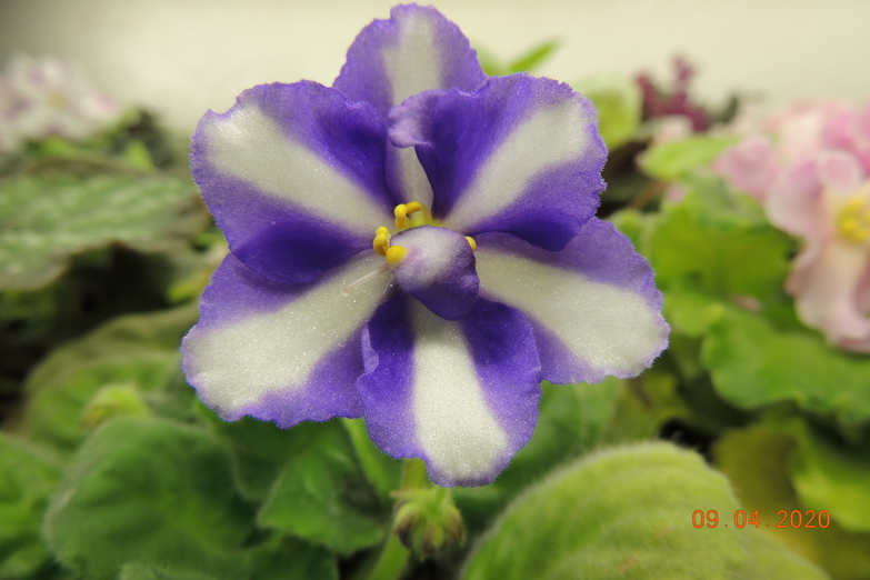 DSCN5275с.JPG
