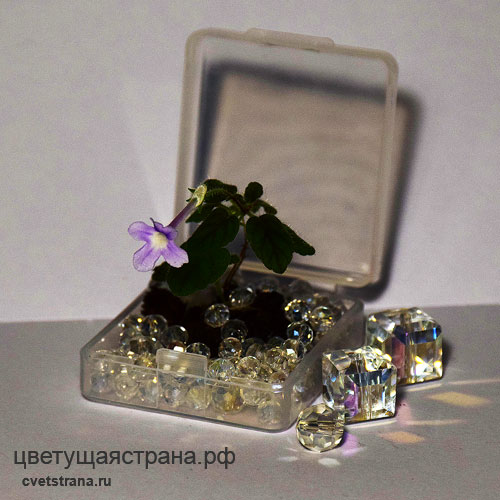sinningia-pusilla-Itaoca-2020.jpg