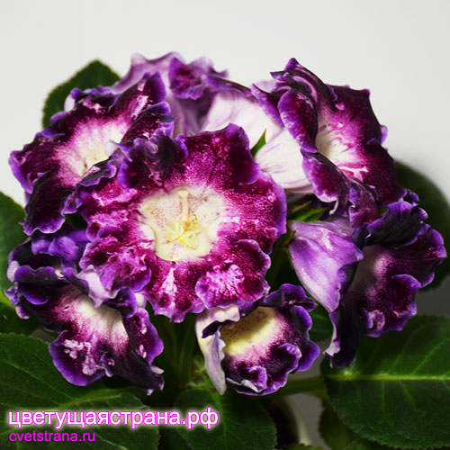 Цвет-Открытый-Портал-(6).jpg