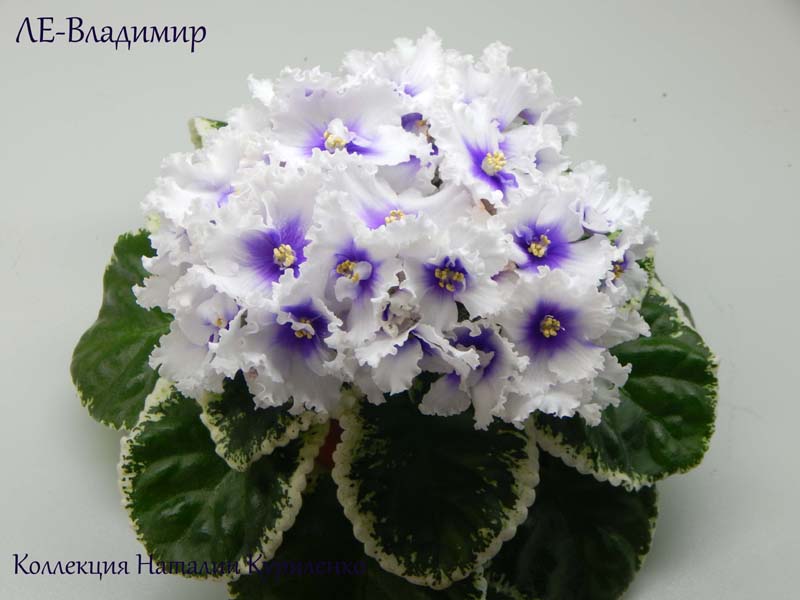 DSCN0262копирование.jpg