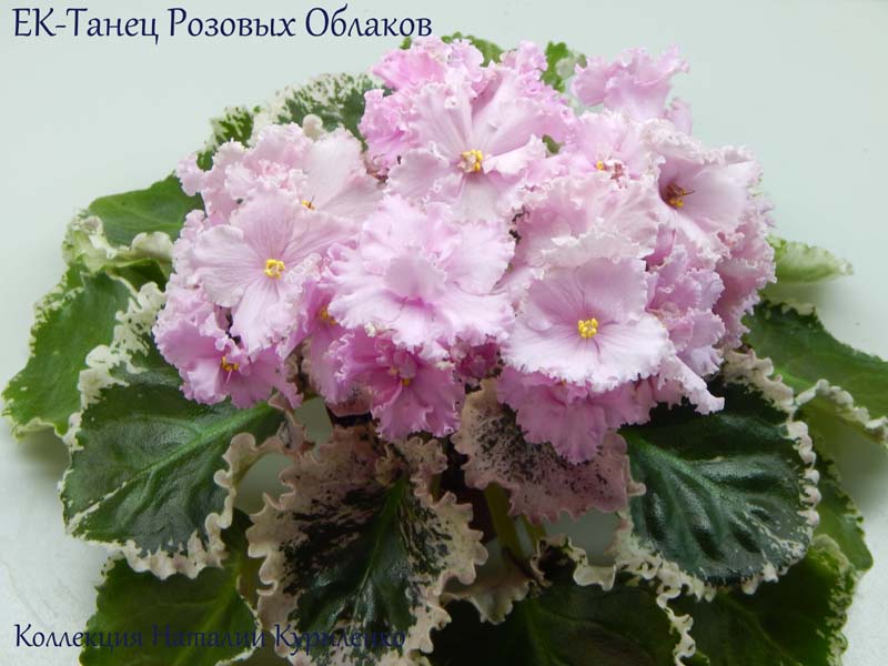 DSCN0736копирование.jpg