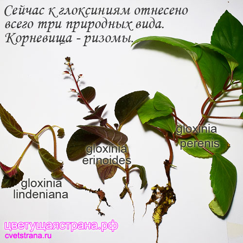 Gloxinia-ризомы.jpg