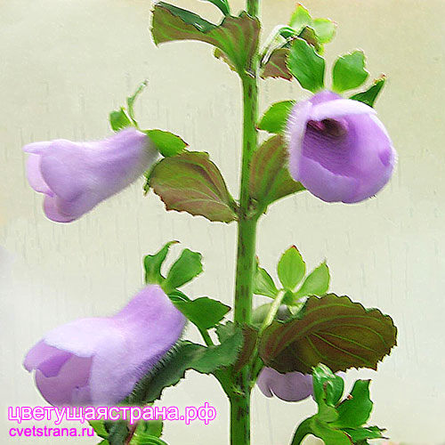 gloxinia-perenis-(1).jpg
