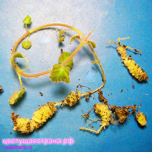 gloxinia-lindeniana-(ризомы).jpg