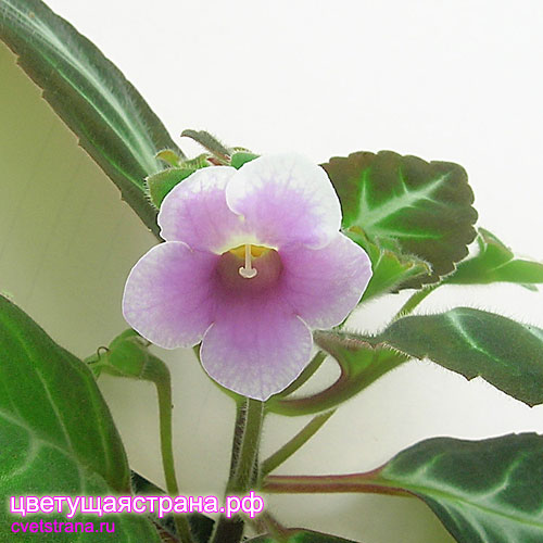 gloxinia-lindeniana.jpg
