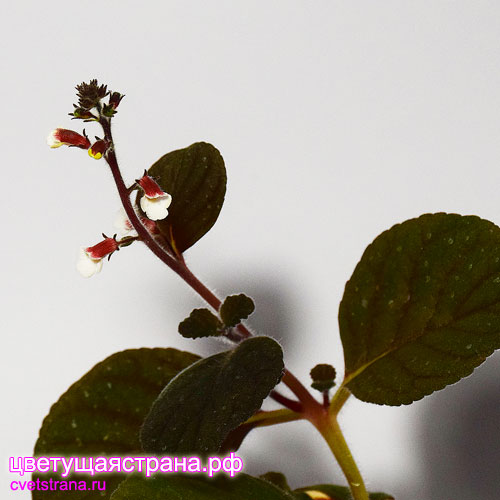 Gloxinia-erinoides.jpg