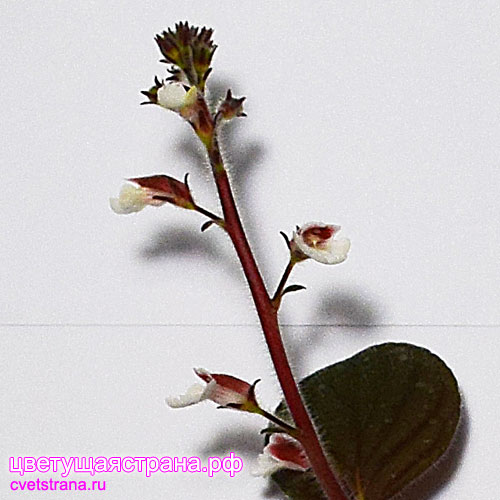 Gloxinia-erinoides-(2).jpg