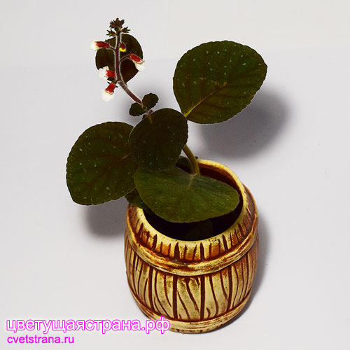 Gloxinia-erinoides-(1).jpg