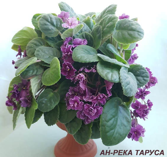 Ан-Река Таруса