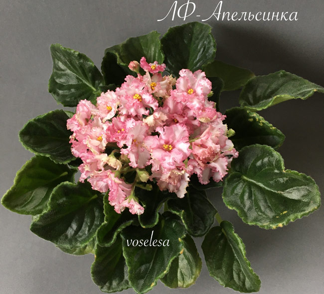 ЛФ-Апельсинка.jpg