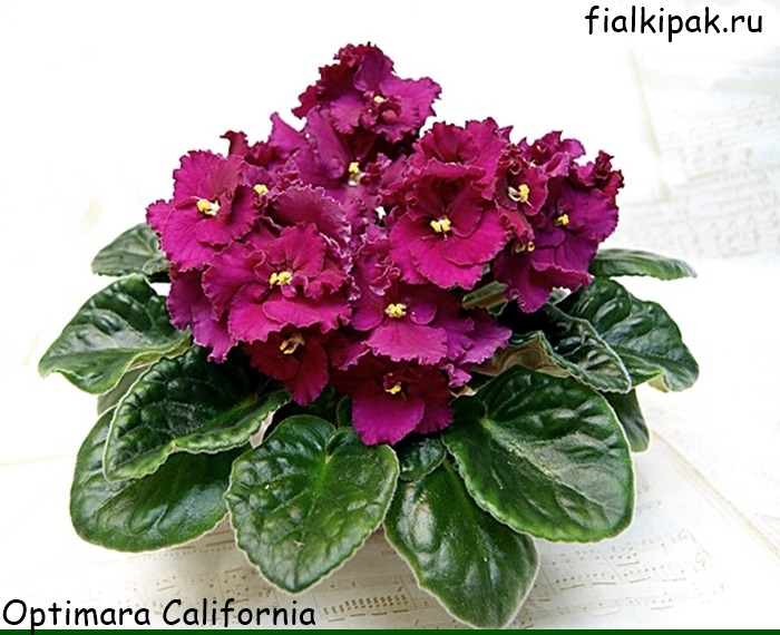 Optimara California.JPG