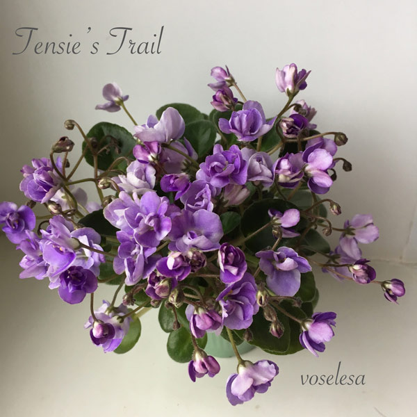 Tensie's-Trail2.jpg