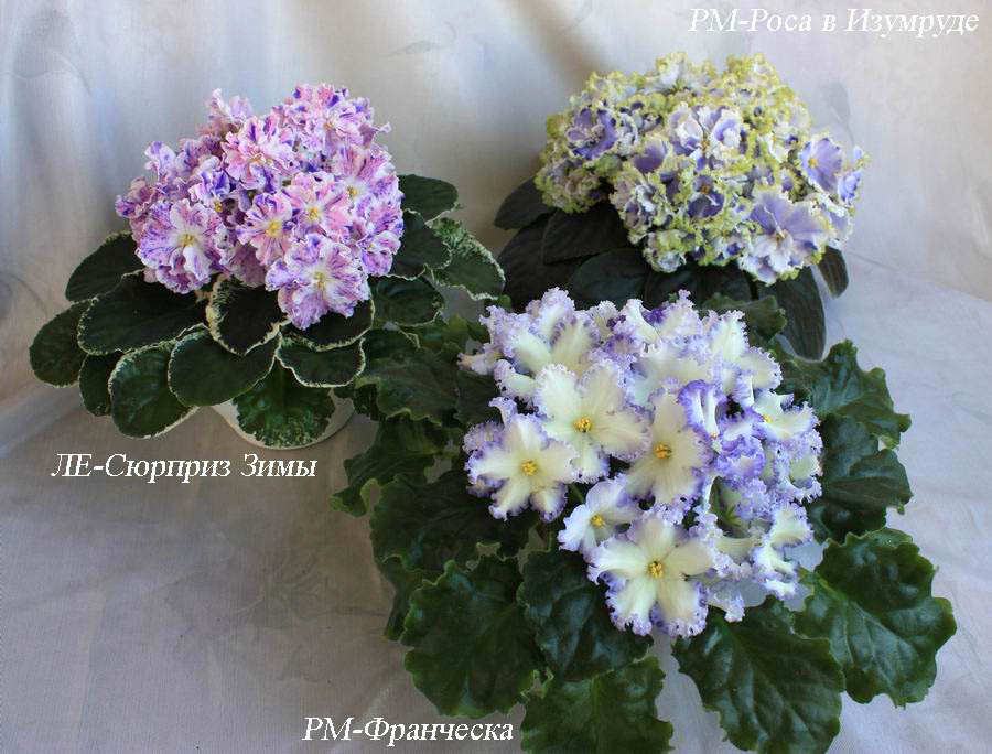 коллекция 3.jpg