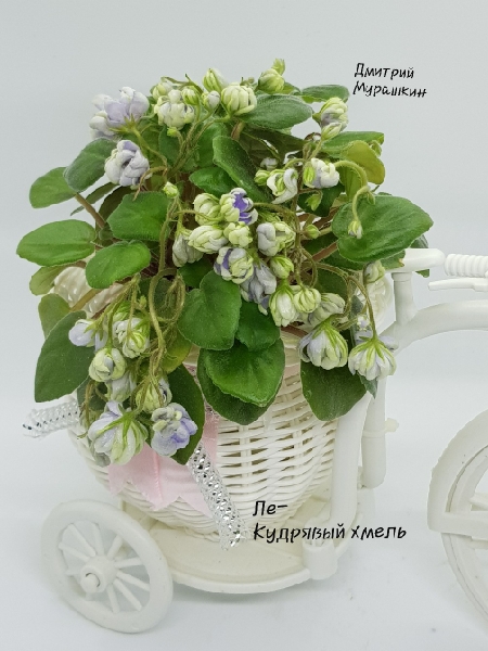 ЛЕ-Кудрявый хмель
