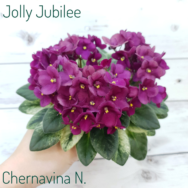 Jolly Jubilee.jpg