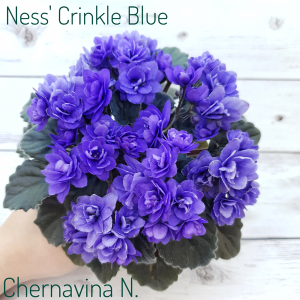 Ness Crinkle Blue.jpg