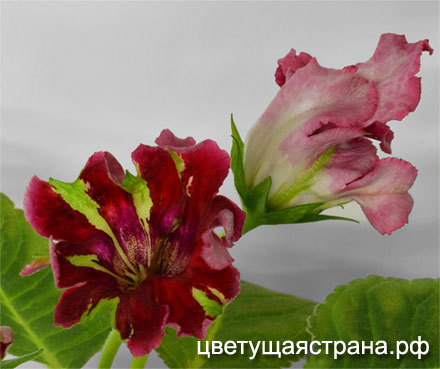 cvet-zarjad-bodrosti2.jpg
