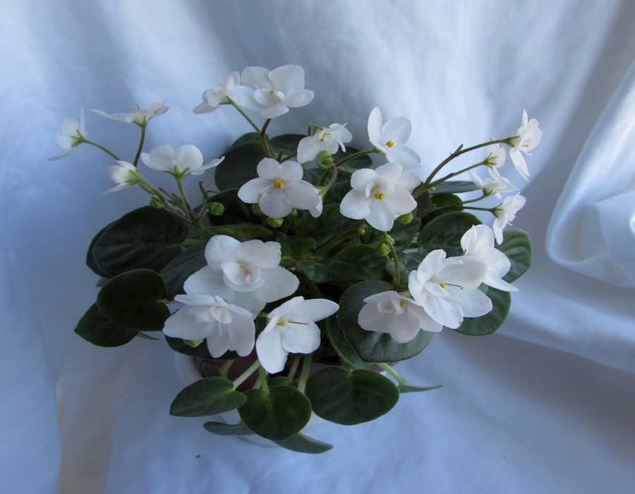 white roby1.jpg