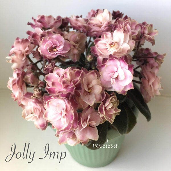 мини Jolly-Imp.jpg