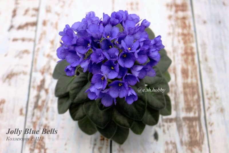 Jolly Blue Bells