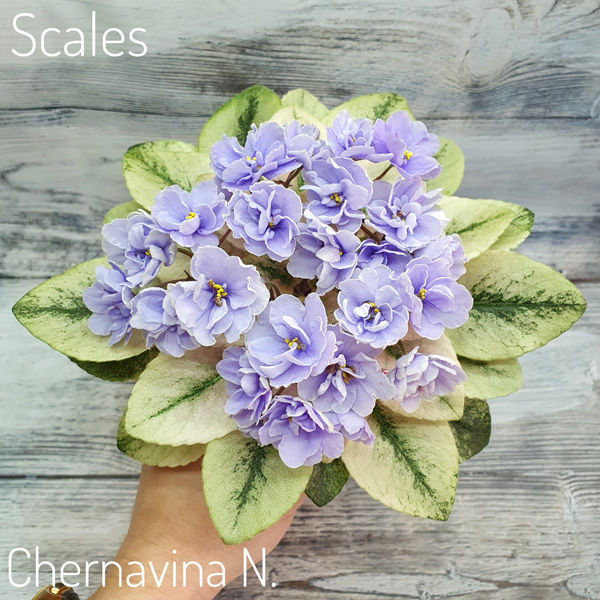Scales.jpg