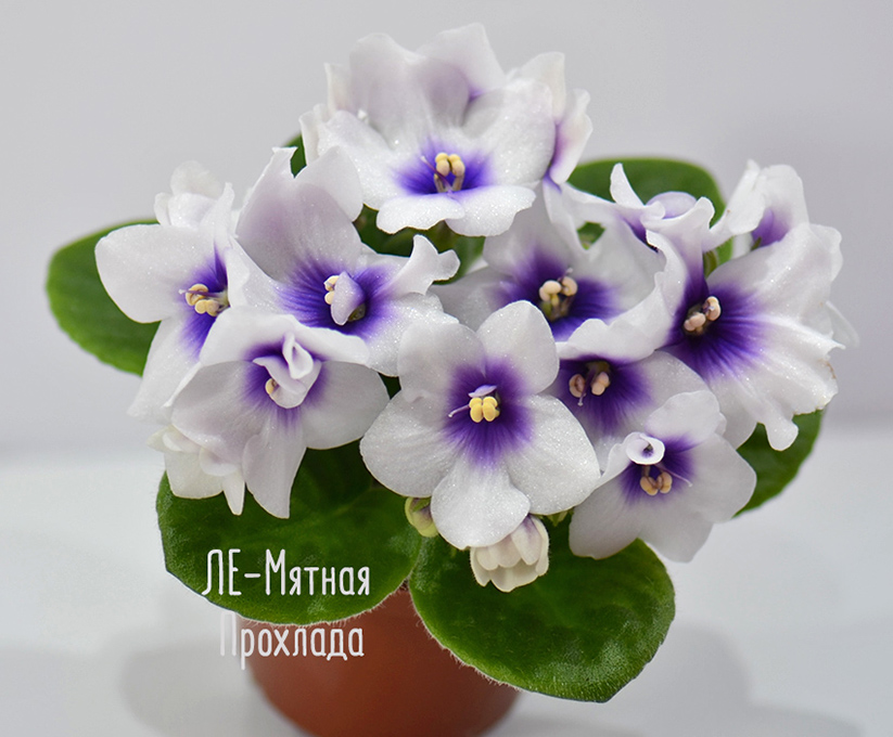 ЛЕ-Мятная Прохлада
