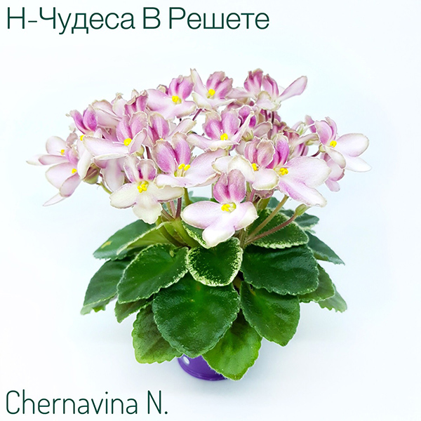 н-чудеса в решете.jpg